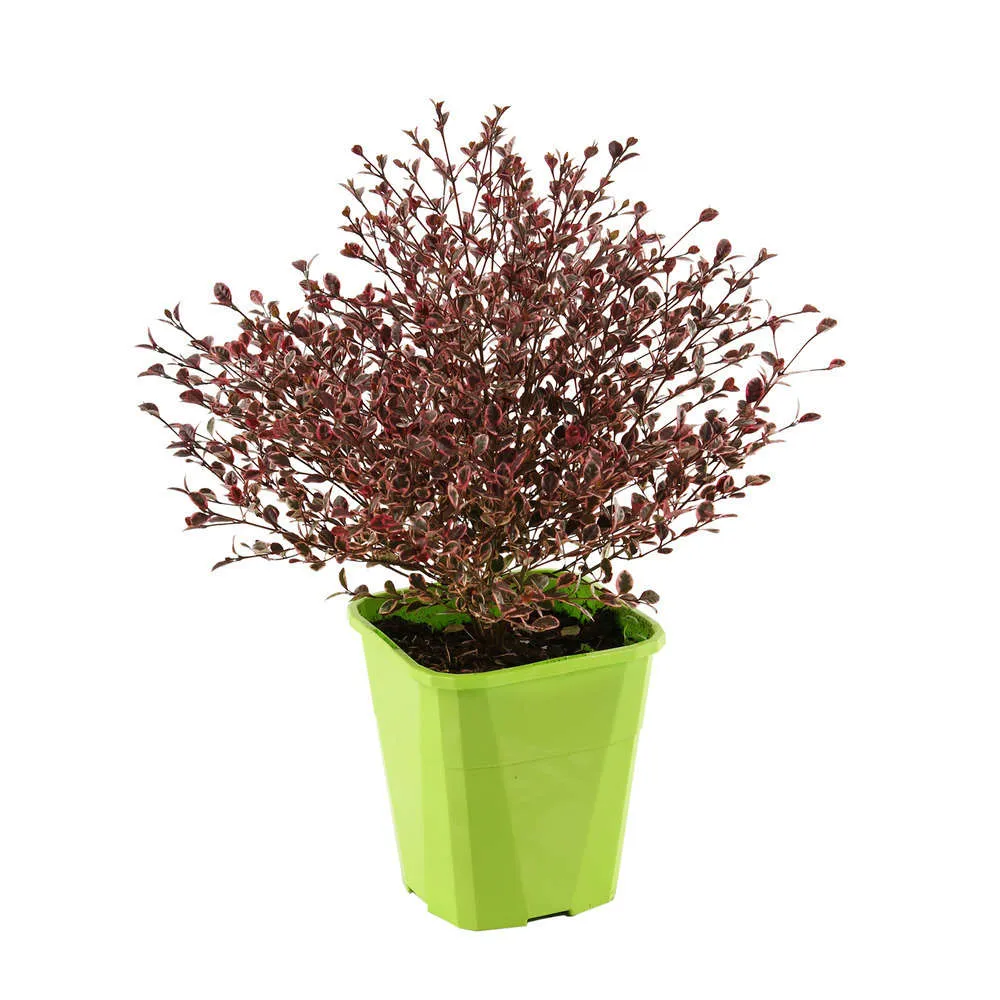 Lophomyrtus x ralphii Magic Dragon: H40/50cm, 4Litres, D20cm