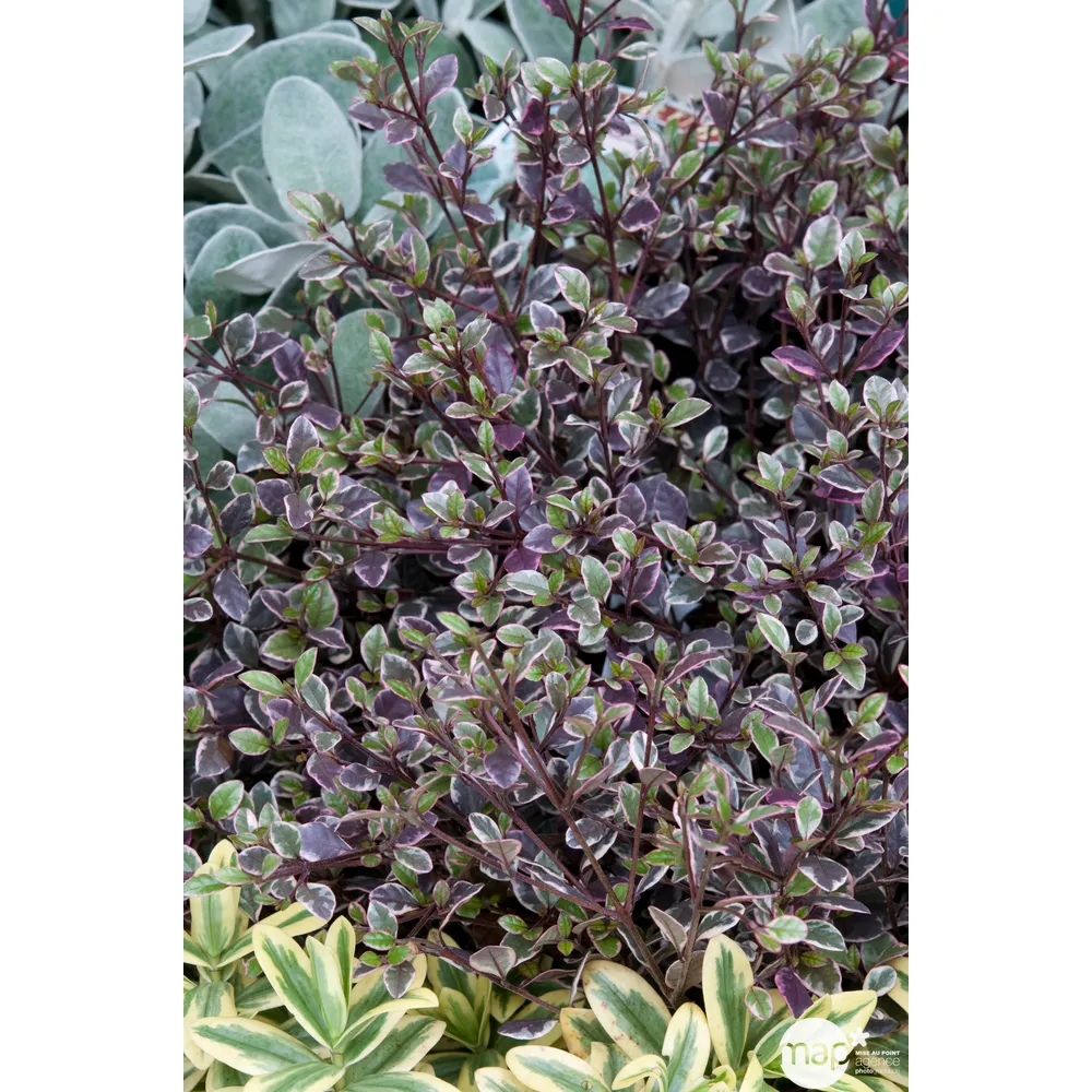 Lophomyrtus x ralphii Magic Dragon: H40/50cm, 4Litres, D20cm