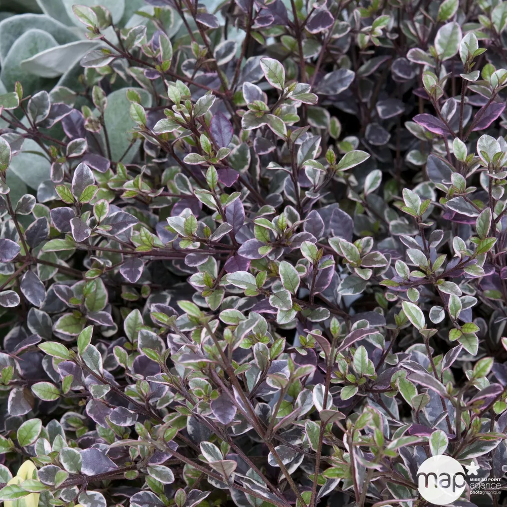 Lophomyrtus x ralphii Magic Dragon: H40/50cm, 4Litres, D20cm